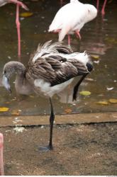 Gray Flamingo